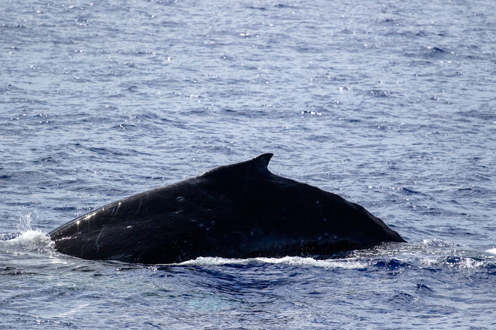 black whale on blue sea during daytime