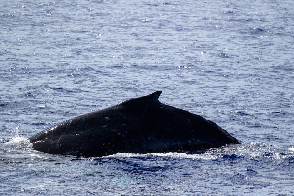 baleia preta no mar azul durante o dia
