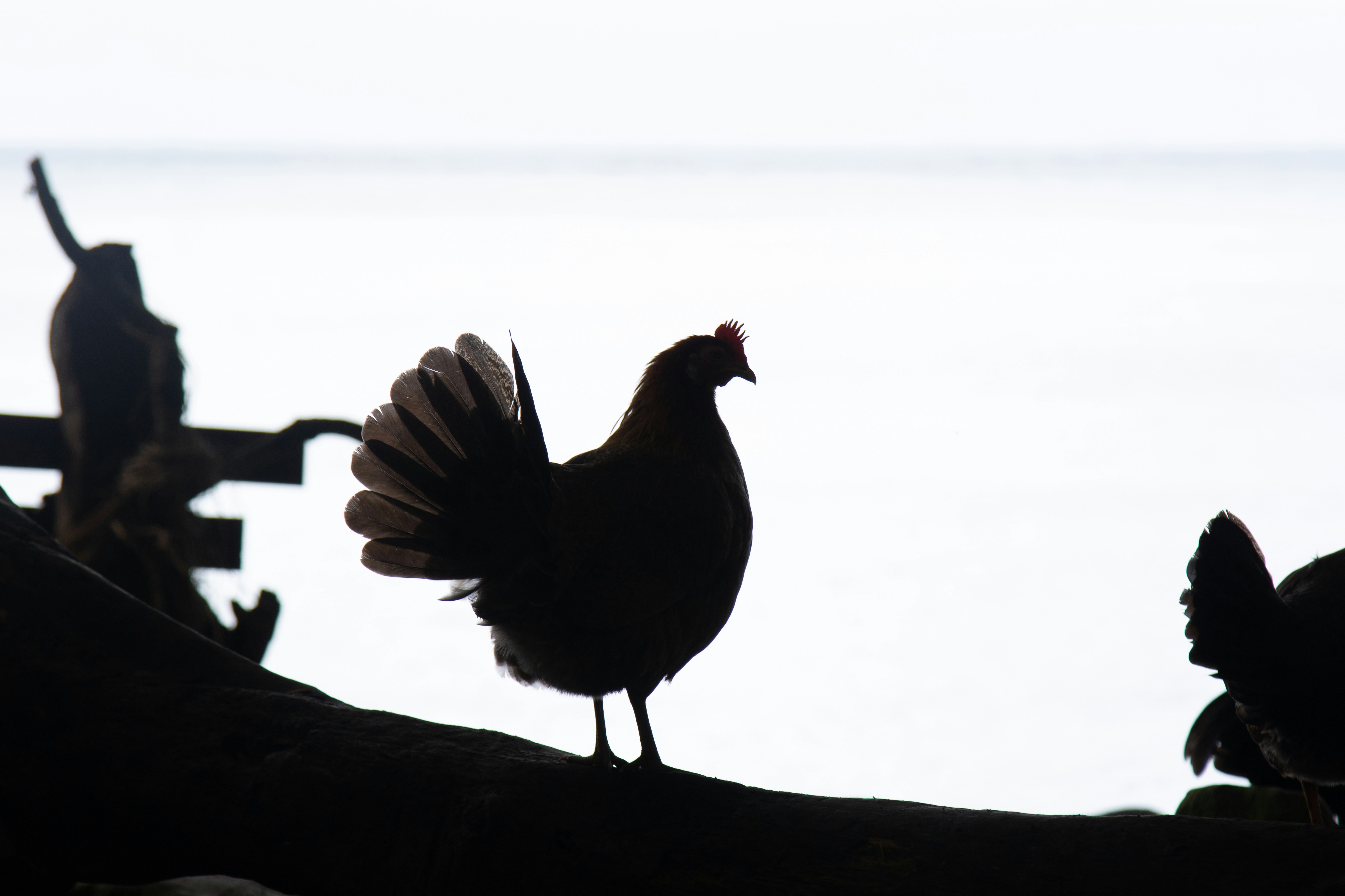 岩の上の鳥のシルエットの写真 Unsplashで見つける白いの無料写真