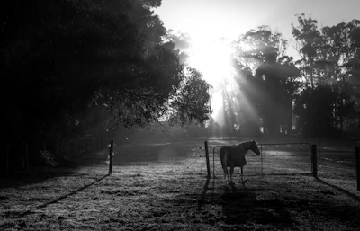 Wide shot of the secure and spacious horse paddocks at Equilibrio Ecuestre during sunset.