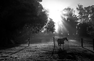 Wide shot of the secure and spacious horse paddocks at Equilibrio Ecuestre during sunset.
