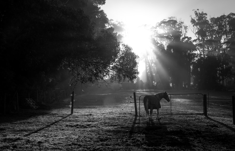 grayscale photo of horse on field