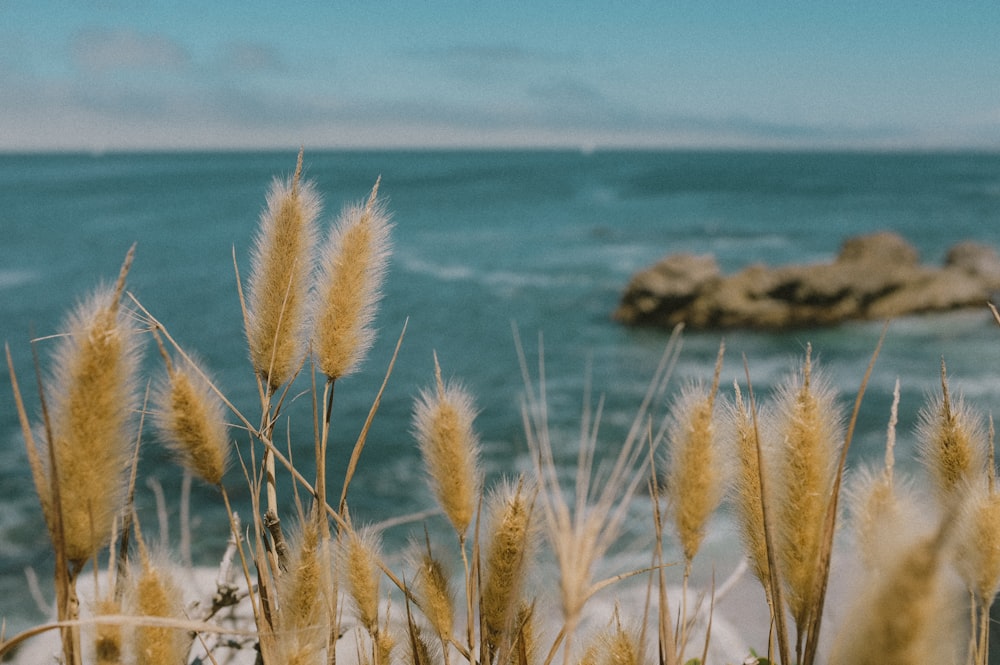 brown grass near body of water during daytime