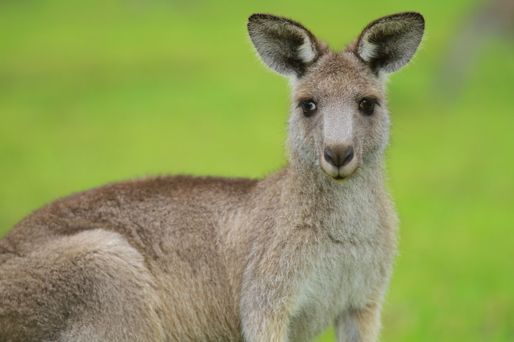 brown kangaroo on green grass field during daytime