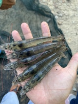 Hands holding freshly caught prawns over a fishing boat deck.