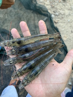 A hand holding several large prawns, resting on a sandy surface with a net in the background.
