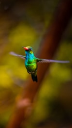 green and brown humming bird