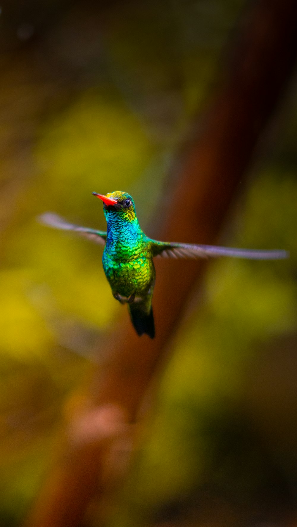 green and brown humming bird