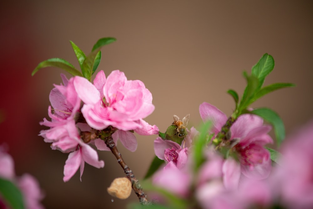 pink flower in tilt shift lens