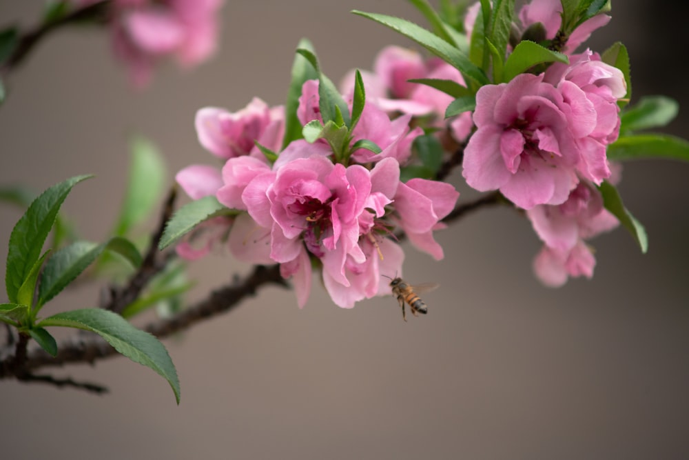 pink flower in tilt shift lens