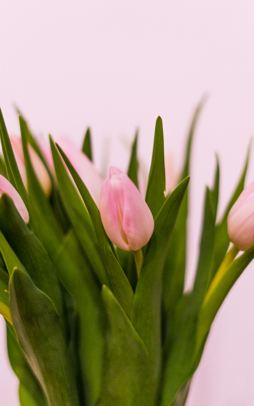 pink tulip in bloom close up photo