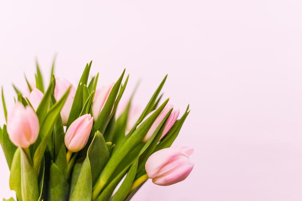 pink tulips in bloom close up photo