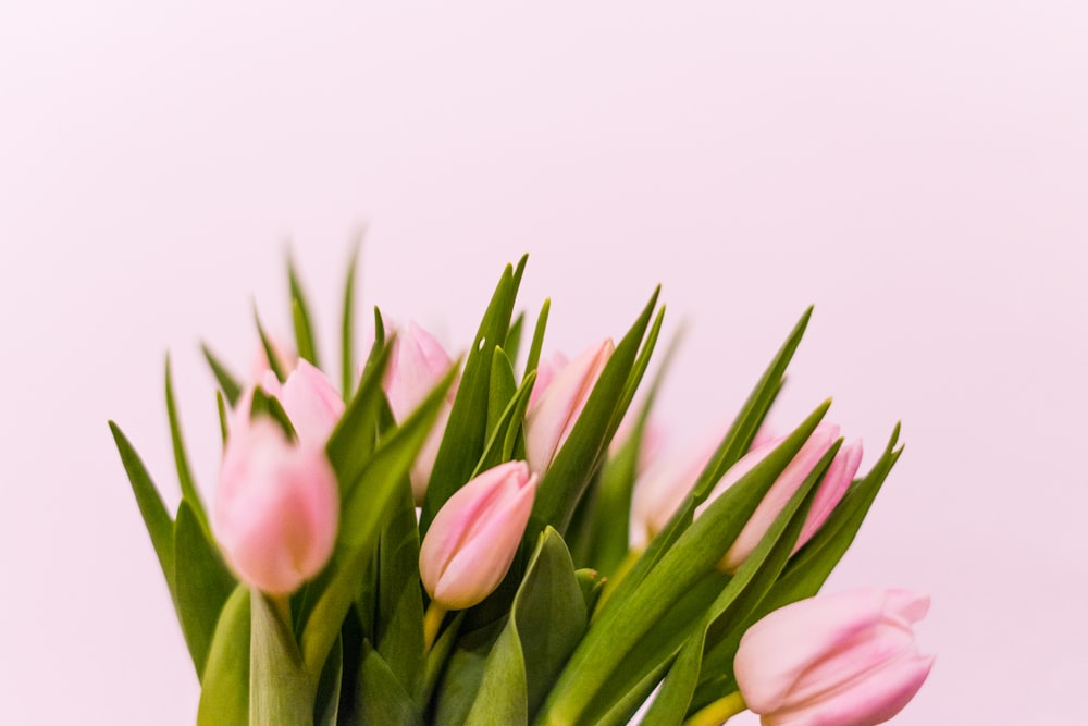 pink tulips in white background