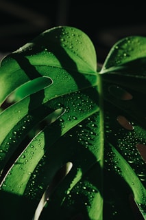 A close-up of a vibrant green monstera leaf with water droplets.