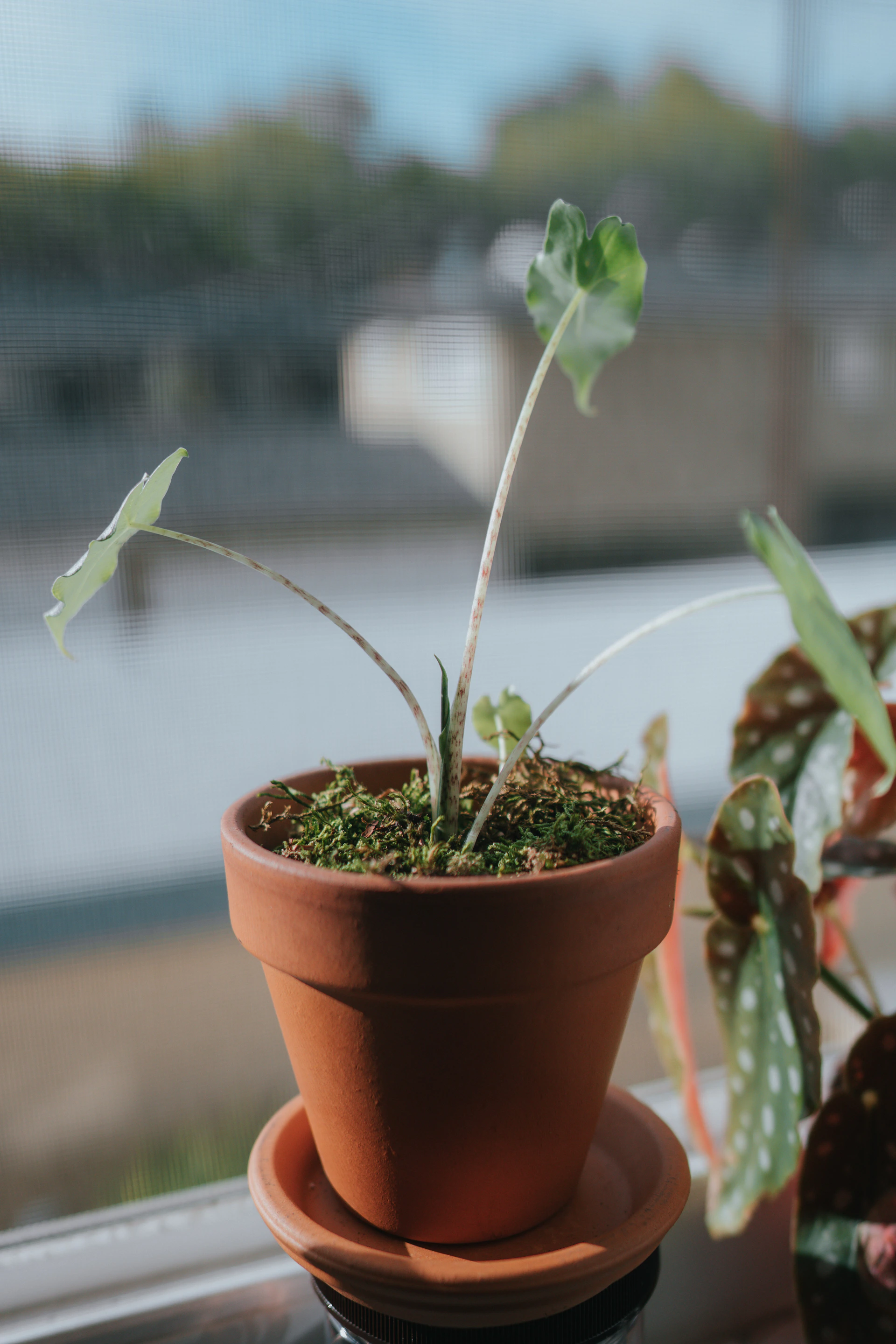 green plant on brown clay pot