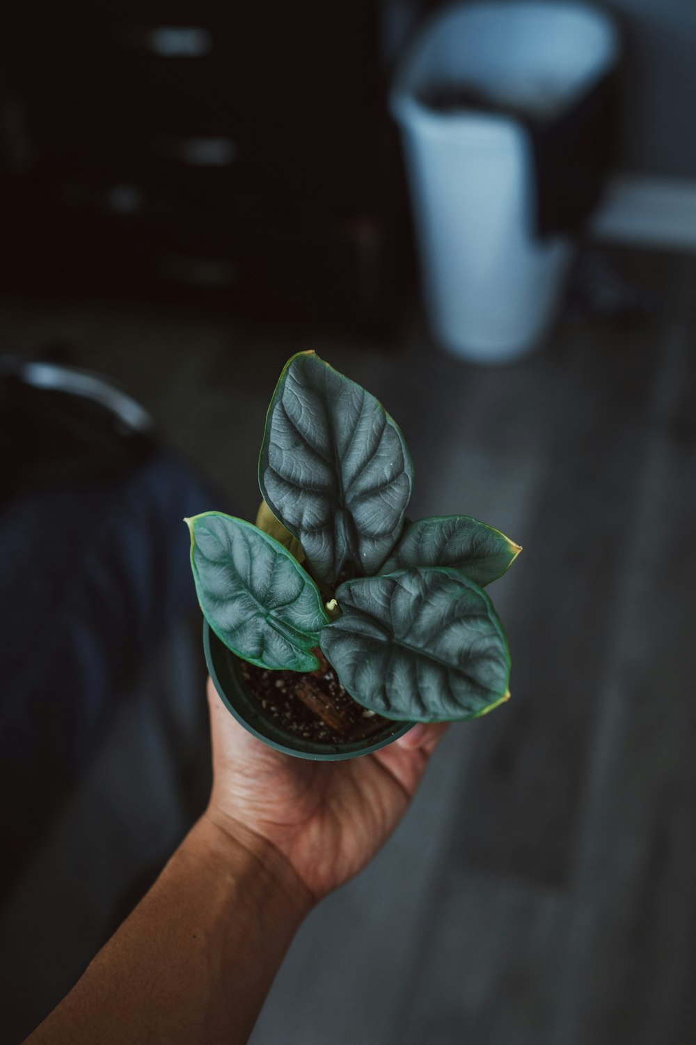 green plant in black pot