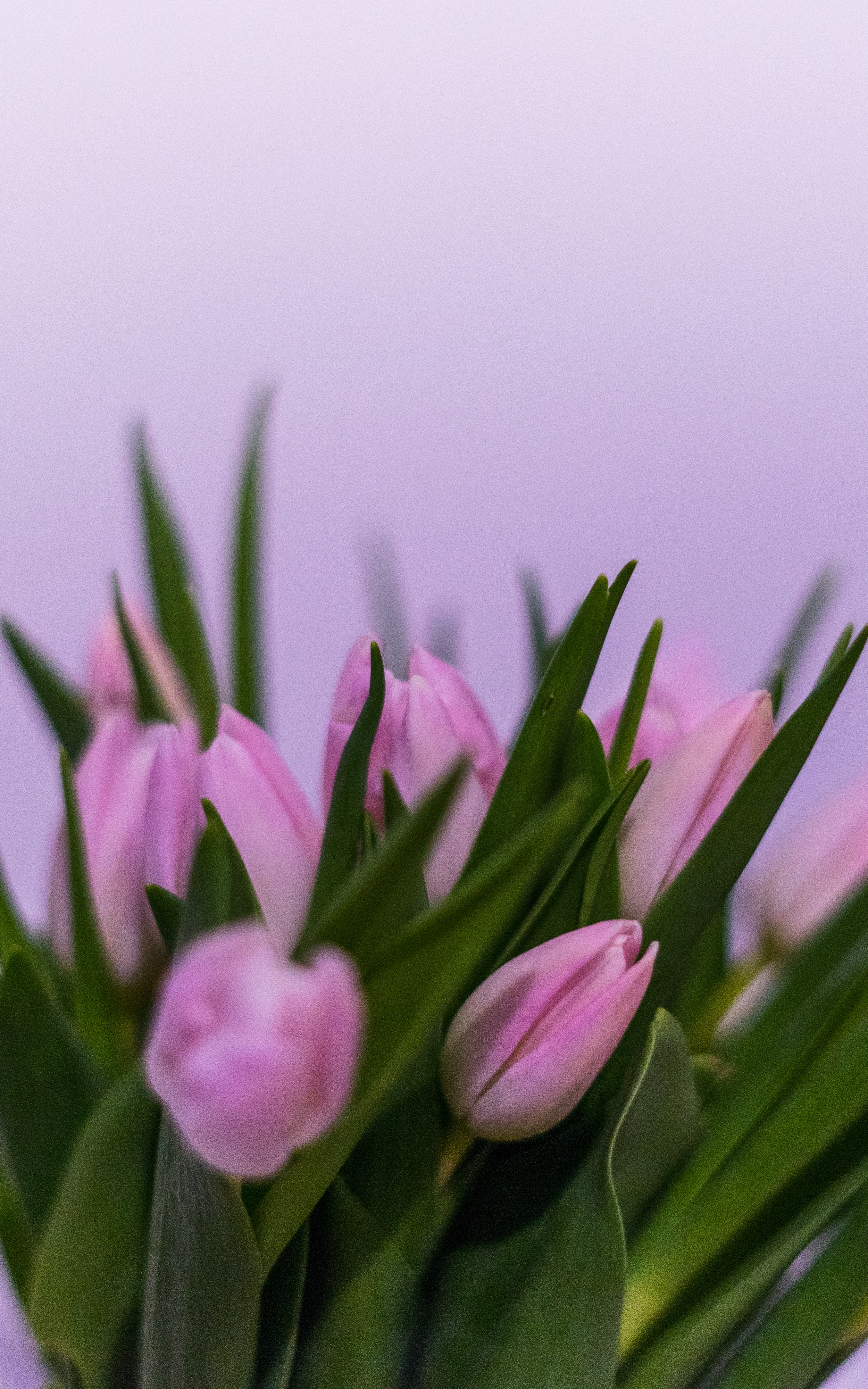 昼間に咲くピンクのチューリップの写真 Unsplashで見つける紫のの無料写真