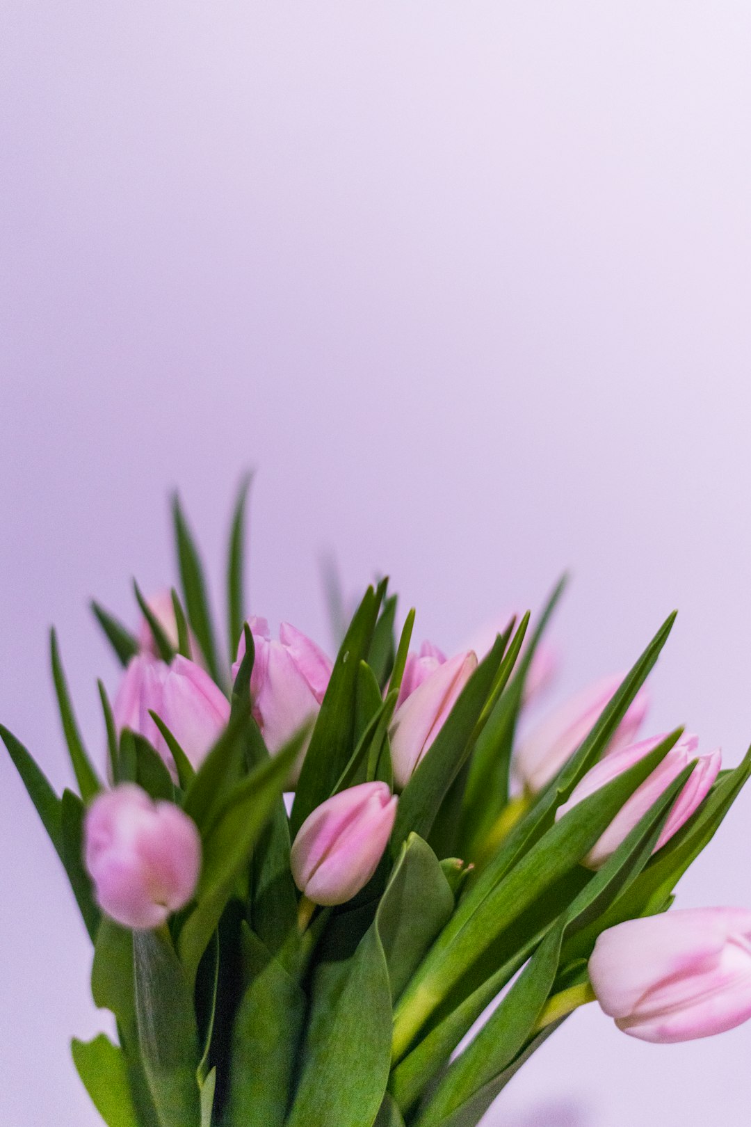 purple flowers with green leaves