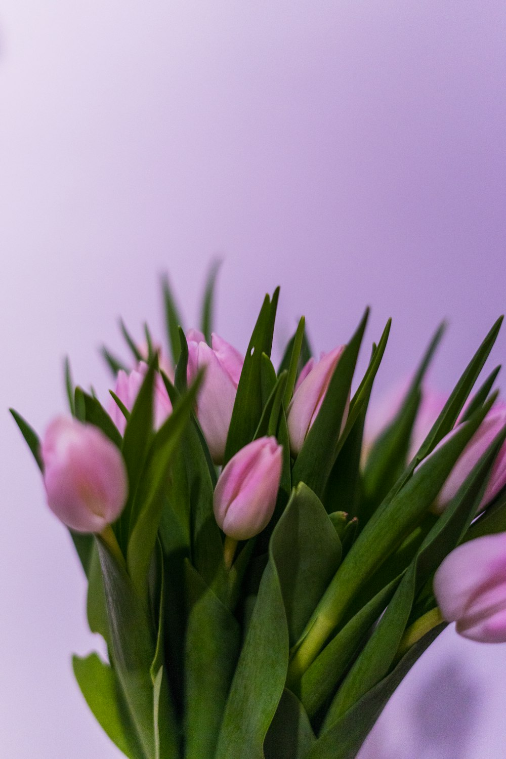 pink tulips in bloom close up photo