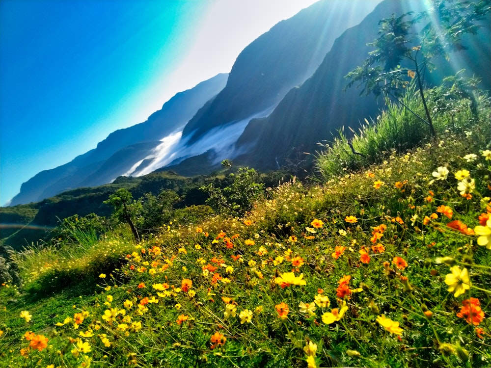 yellow and red flowers on green grass field near mountain under blue sky during daytime