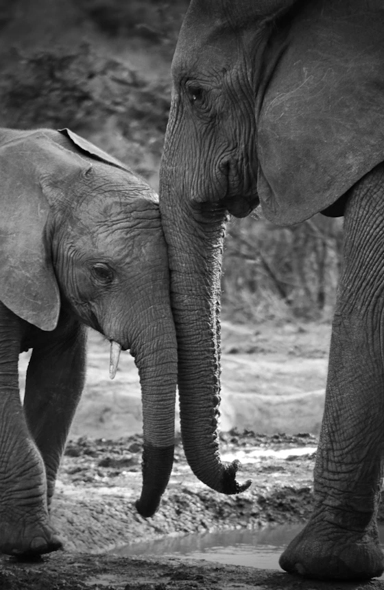Adult elephant and calf standing together in a natural setting.