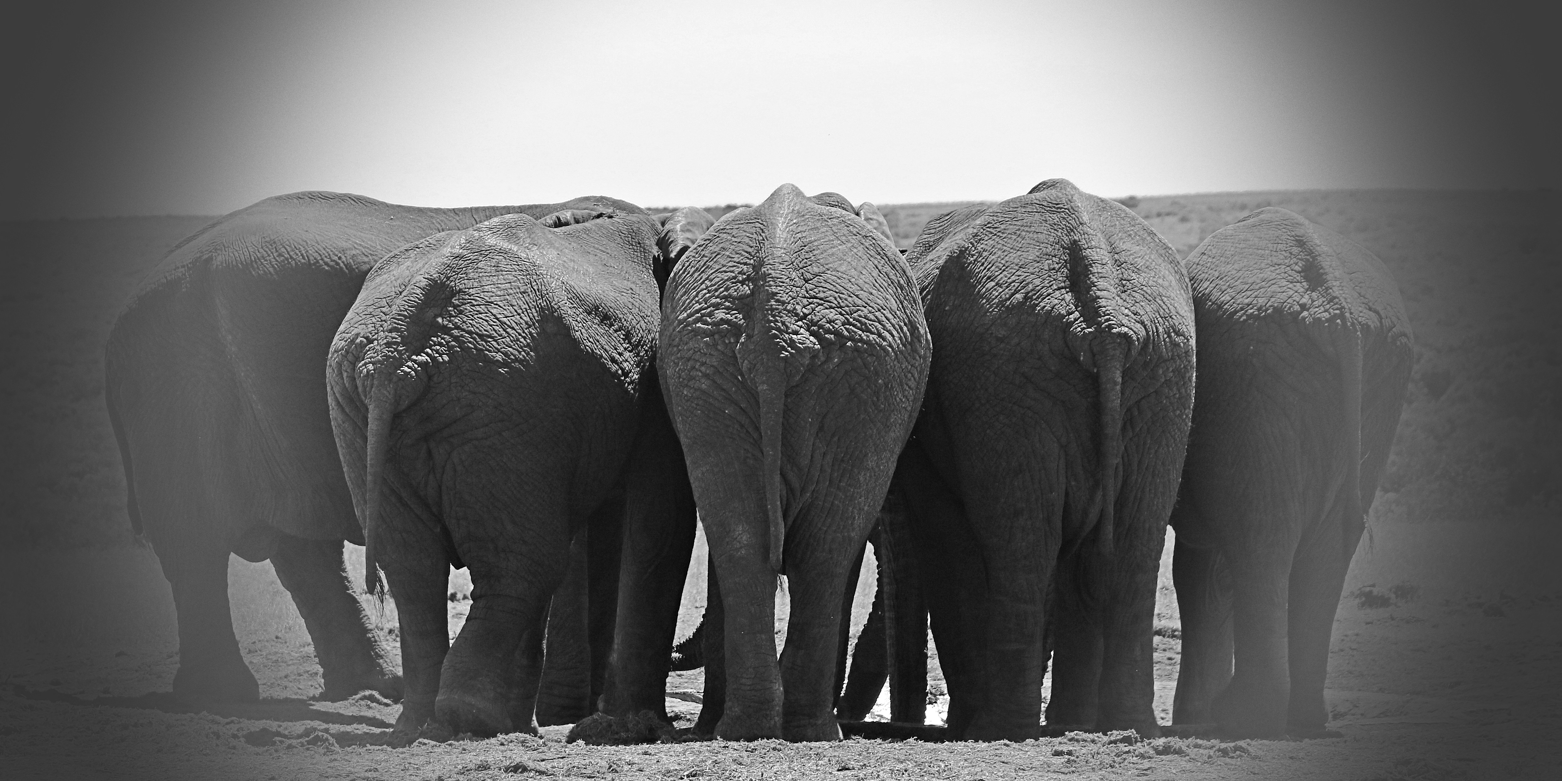 grayscale photo of elephant walking on field