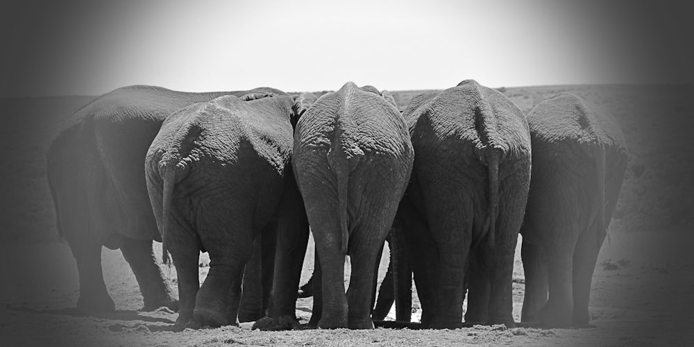grayscale photo of elephant walking on field