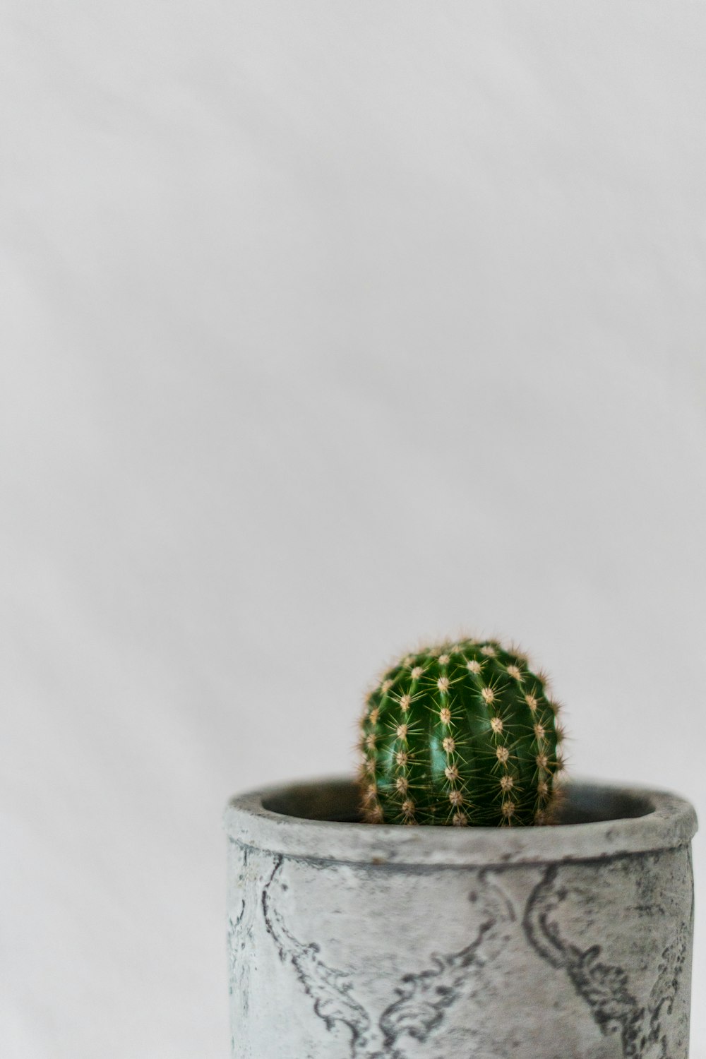 green cactus plant on gray pot