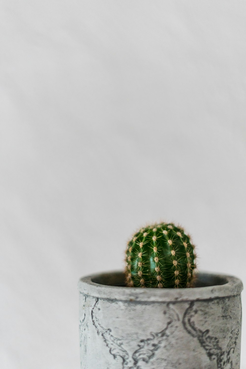 plante de cactus vert sur pot gris