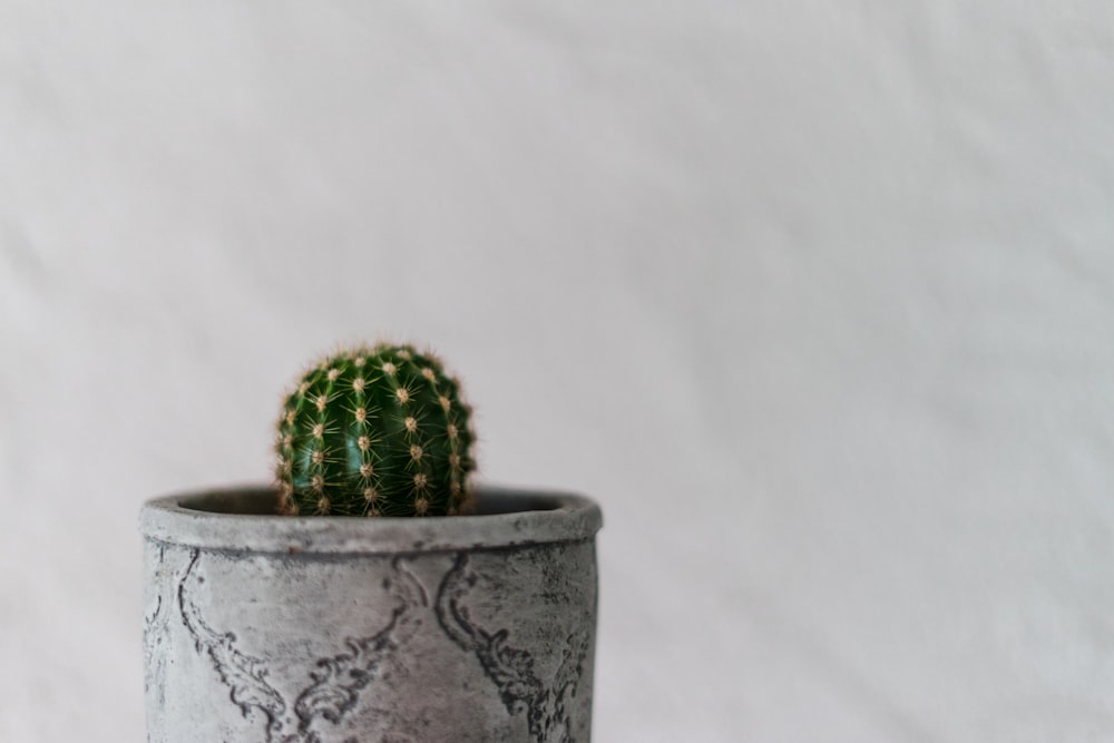 green cactus in gray pot