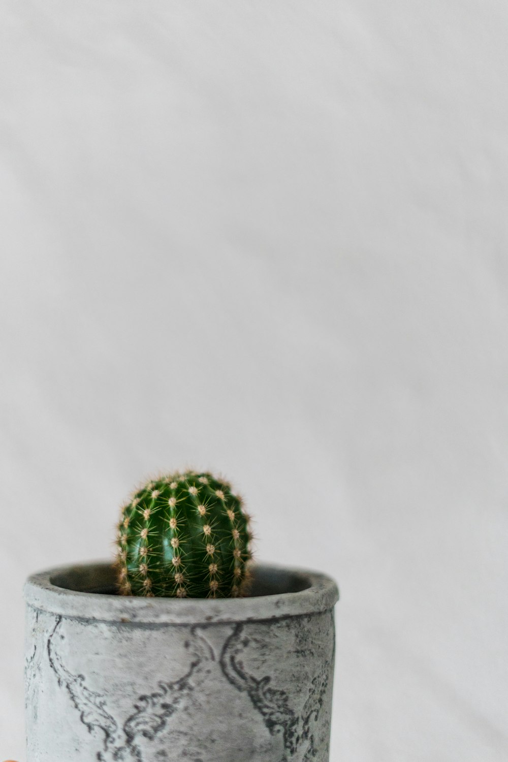 green cactus plant on gray pot