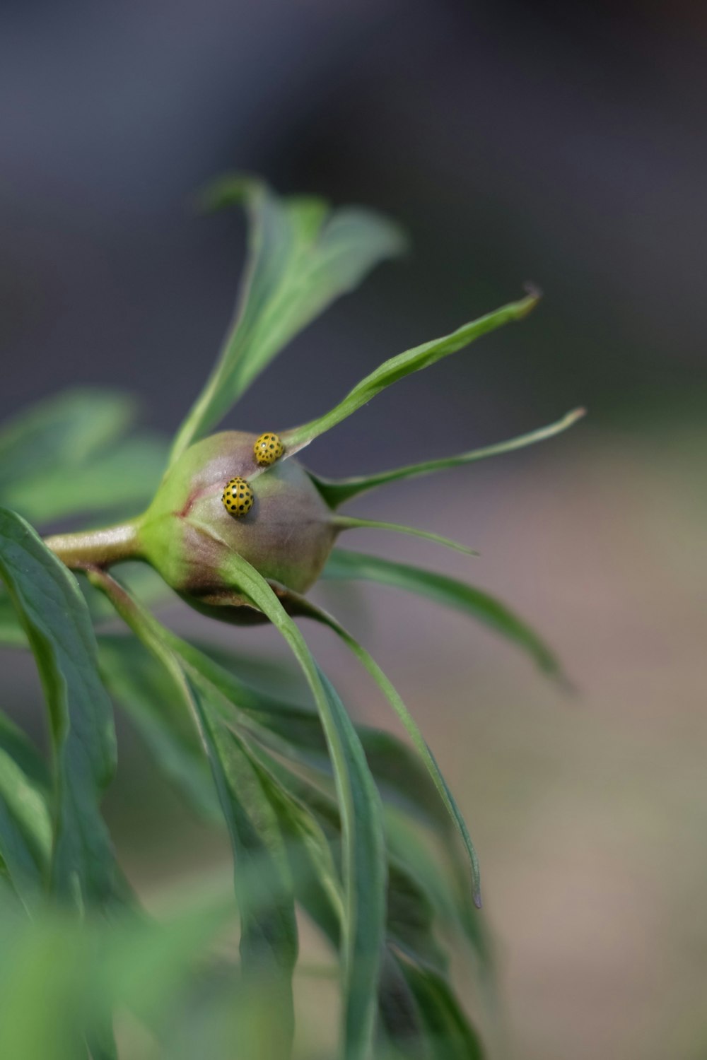 pájaro verde en planta verde