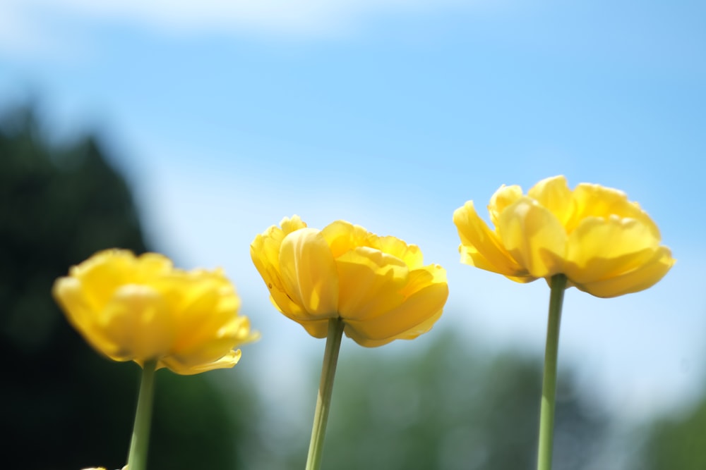 yellow flower in tilt shift lens