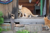 A ginger cat stands on a wooden doorstep of a rustic cabin, looking back towards the camera. Another similar-looking cat is nearby, partially visible. A handsaw is leaning against the wooden wall, and a colorful woven mat decorates the exterior door. The scene includes elements like greenery, a tree stump, and some household items inside the building.