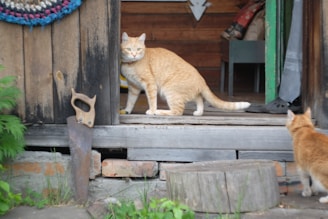 A ginger cat stands on a wooden doorstep of a rustic cabin, looking back towards the camera. Another similar-looking cat is nearby, partially visible. A handsaw is leaning against the wooden wall, and a colorful woven mat decorates the exterior door. The scene includes elements like greenery, a tree stump, and some household items inside the building.