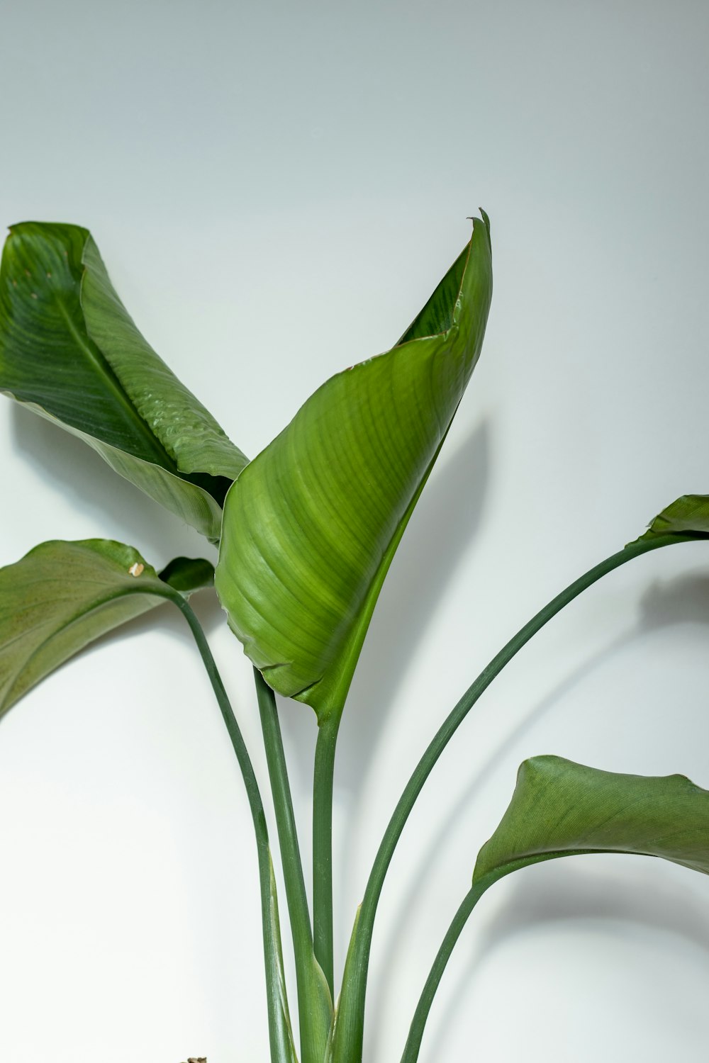 green leaves on white surface