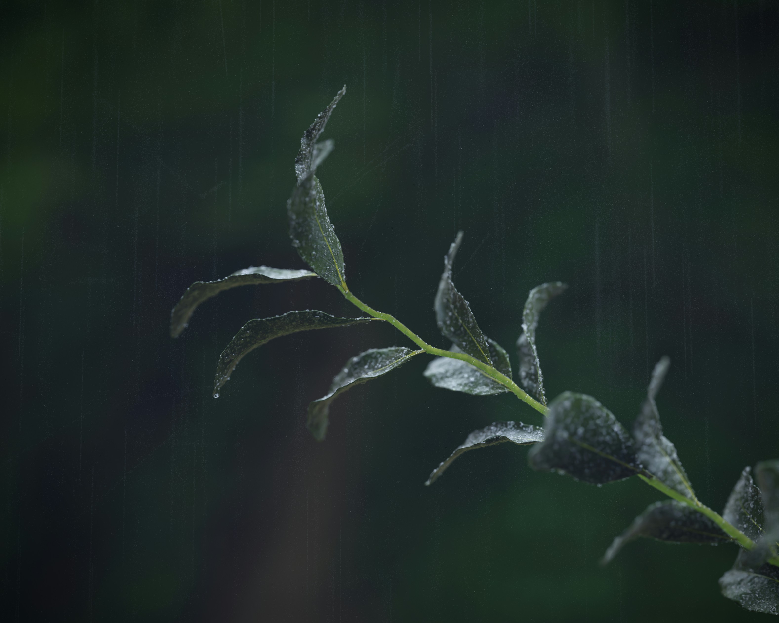 green plant in close up photography