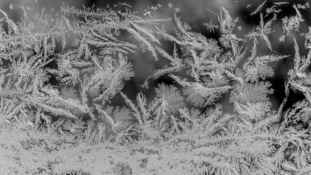 grayscale photo of plant on ground