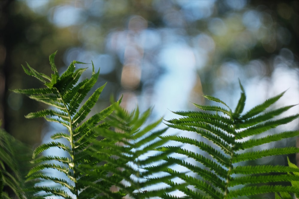 green fern plant in close up photography