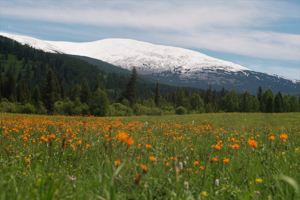 Campo di fiori gialli vicino alla montagna coperta di neve durante il giorno