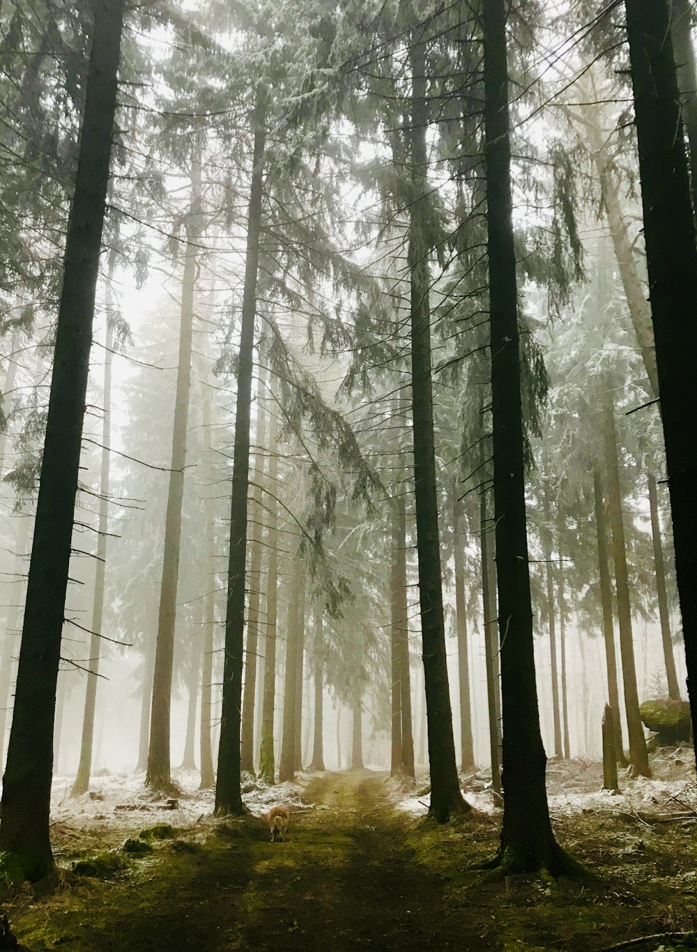 arbres bruns sur un sol enneigé pendant la journée