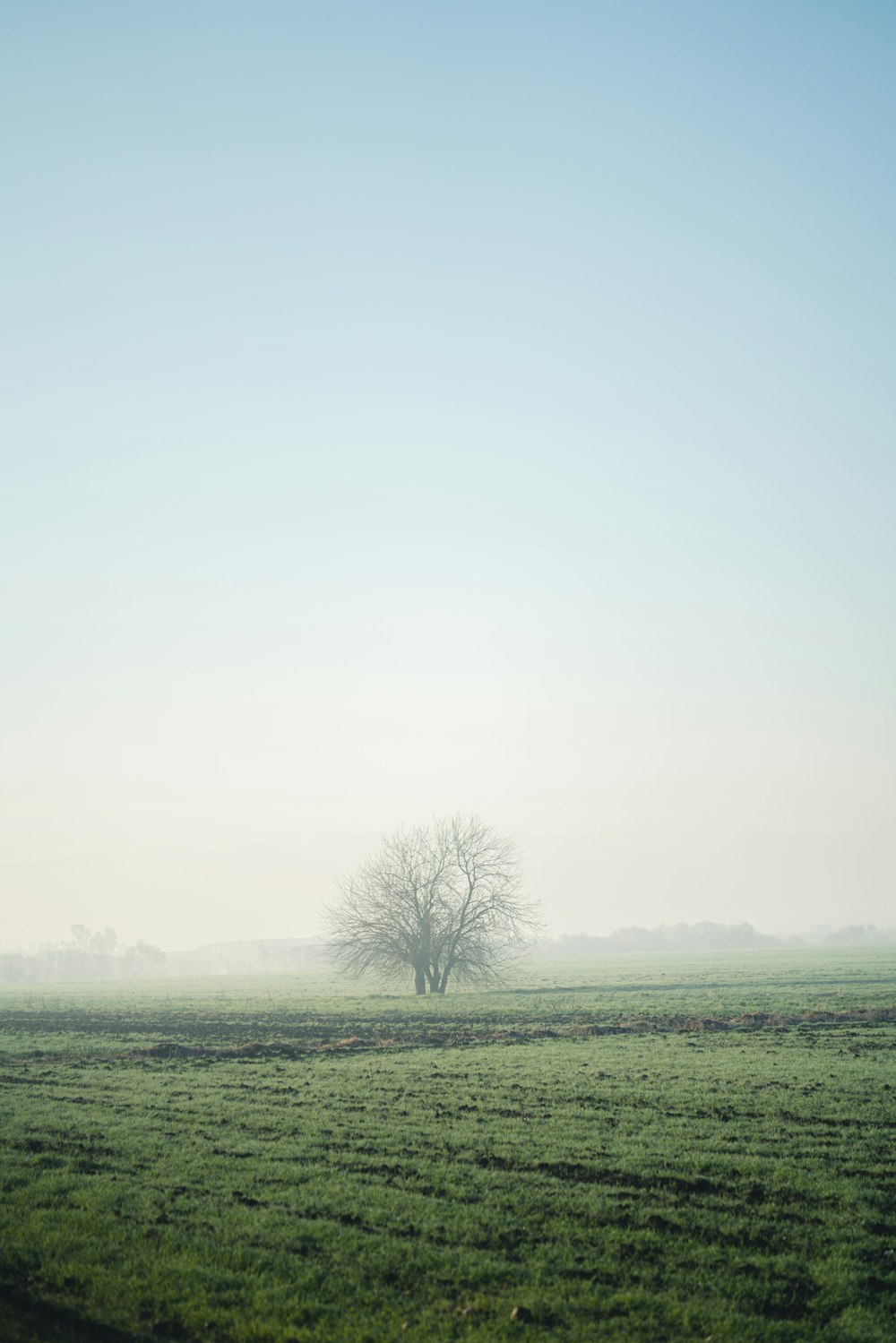 leafless tree on green grass field