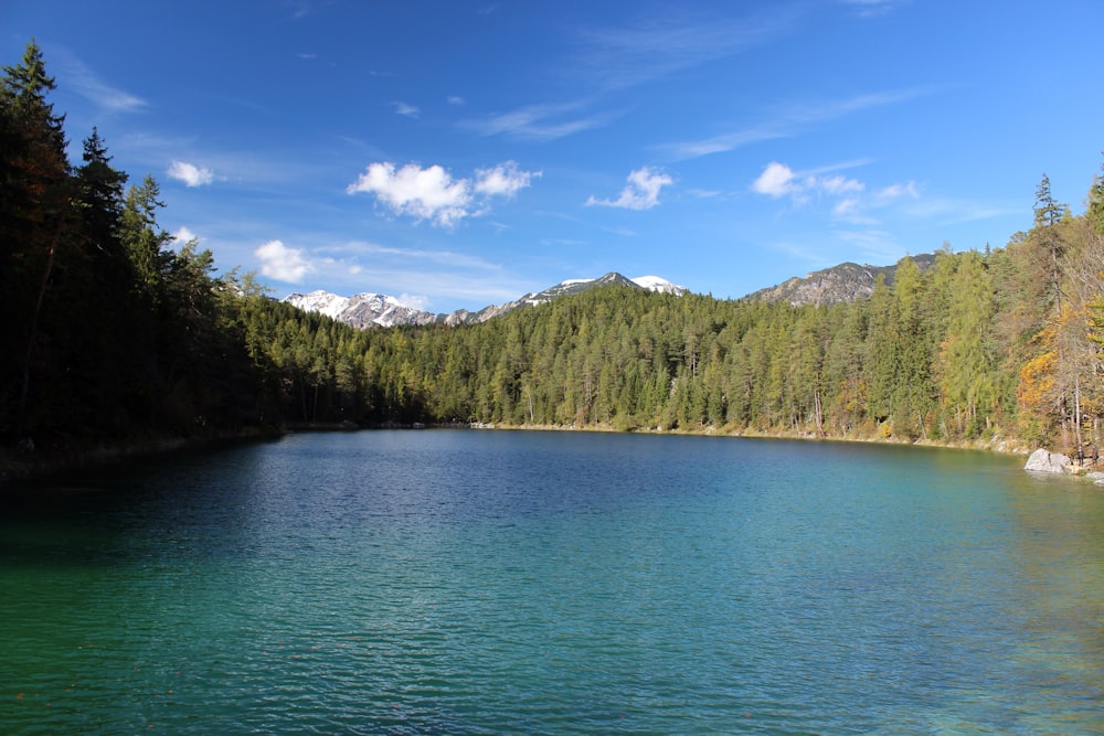 green trees near body of water during daytime