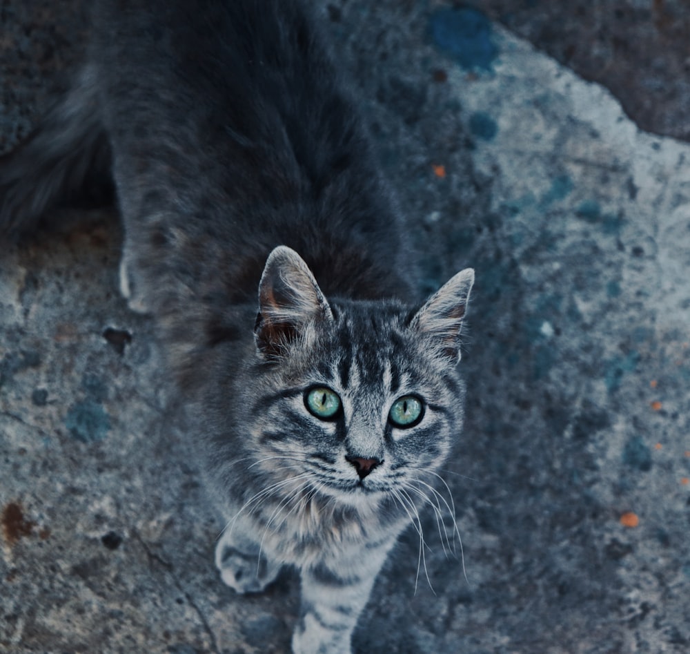 silver tabby cat on gray concrete floor