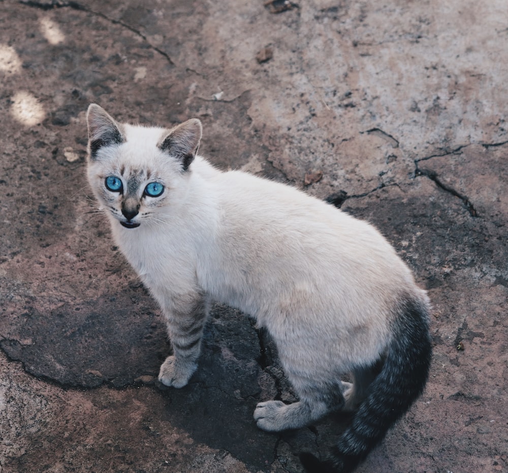 white and gray cat on brown soil