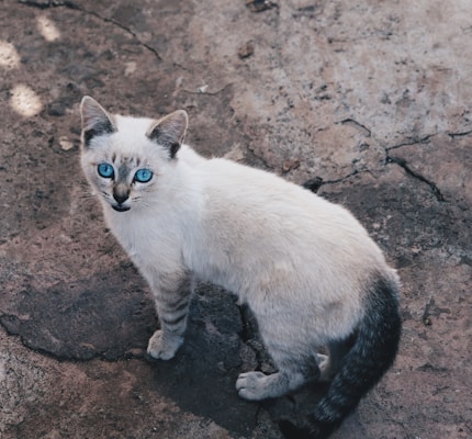 Siamese - Photo 2
