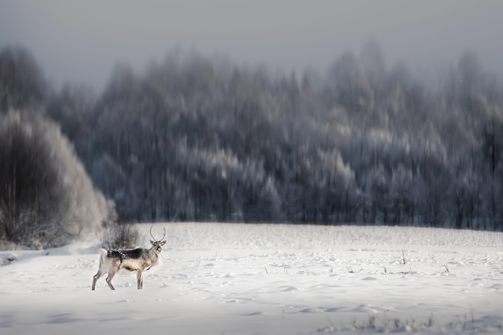 brown deer on snow covered field during daytime