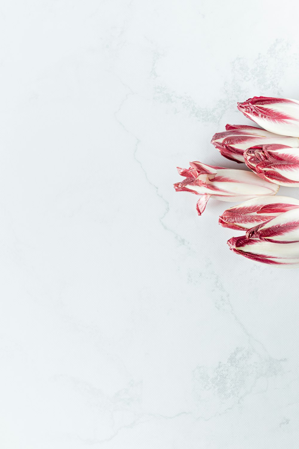 white and red flower petals