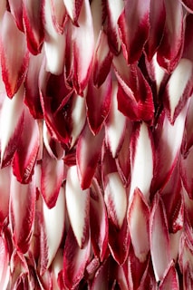 primavera, radicchio, amaro