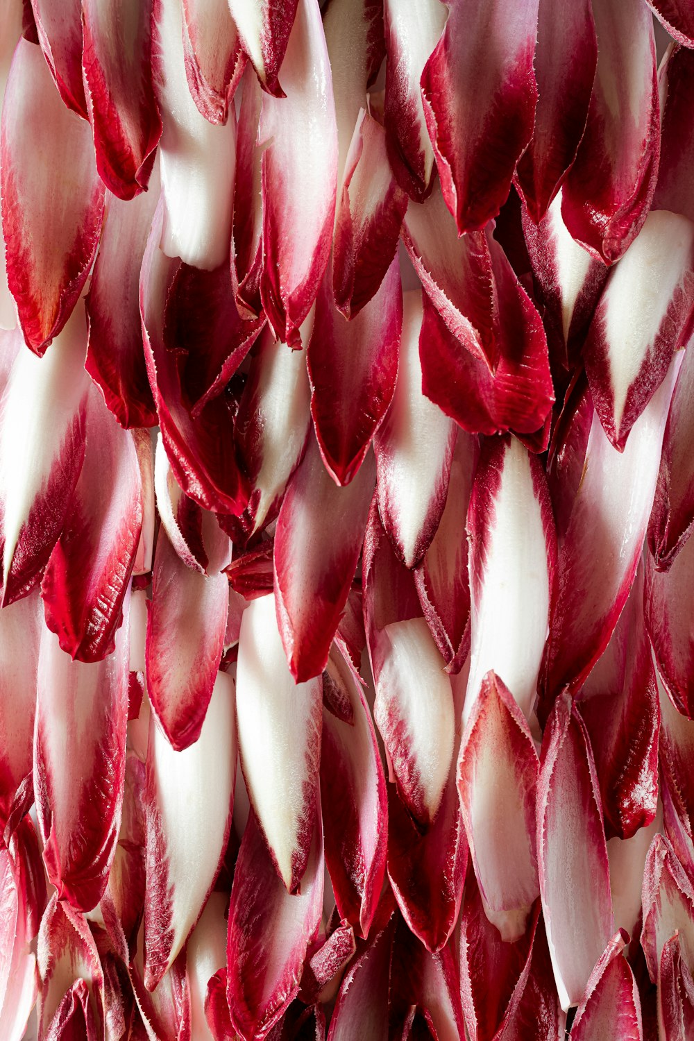 red and white flower petals